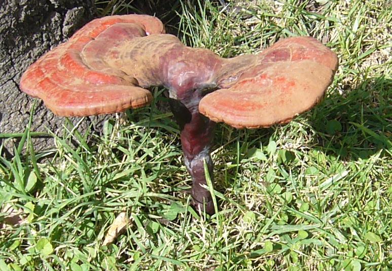 Ganoderma lucidum?